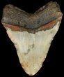 Bargain Megalodon Tooth - North Carolina #45627-2